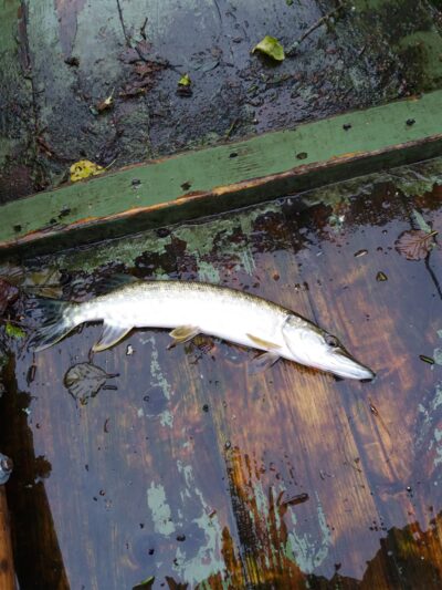Northern Pike — Gilius