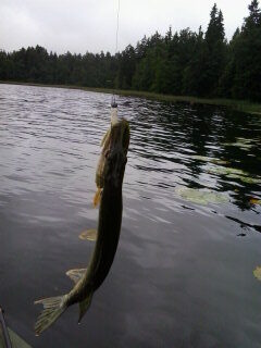 Northern Pike — Gilius