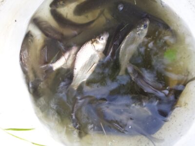 Prussian carp ×53
