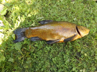Tench, 1.2 kg — Zalvys