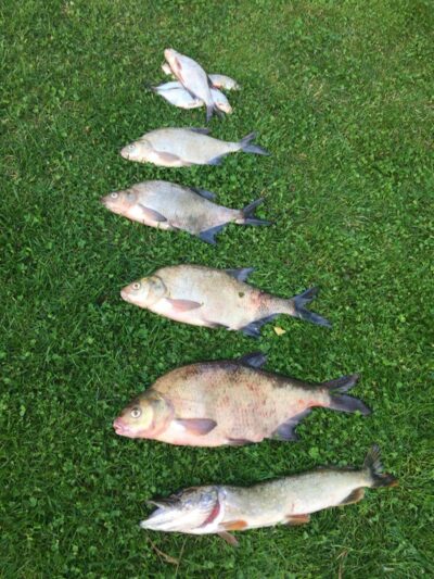 Carp bream, 2.2 kg — Viešvilės I-asis