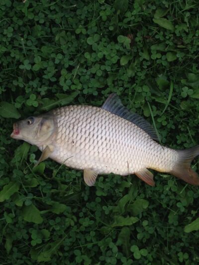 Carp, 1.0 kg — Neman River