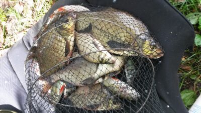 Carp bream, 1.1 kg — Dūriai