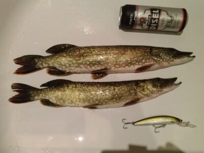 Northern Pike