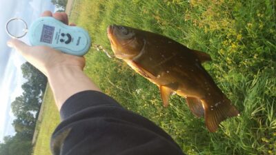 Tench, 0.9 kg — Dvariukų