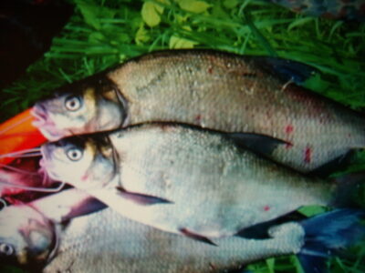 Carp bream ×3 — Kareivonių