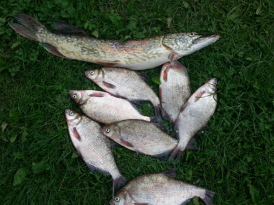 Carp bream — Kaunas reservoir