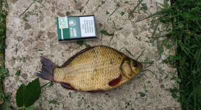 Crucian carp