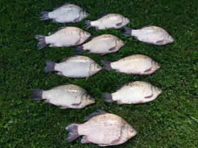 Prussian carp ×10