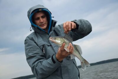 Pike perch — Kuršių