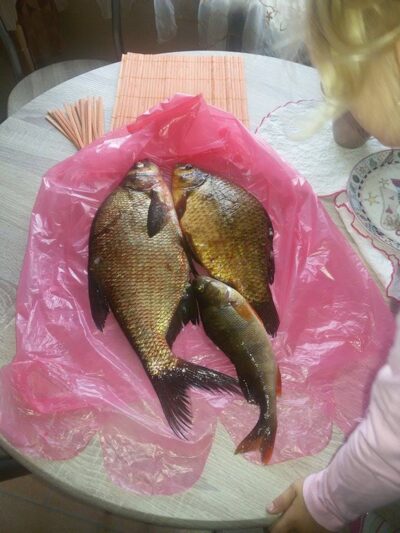 Crucian carp, 0.7 kg
