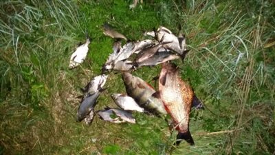 Carp bream, 1.1 kg — Dvariukų