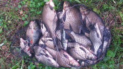 Carp bream ×3 — Dūriai