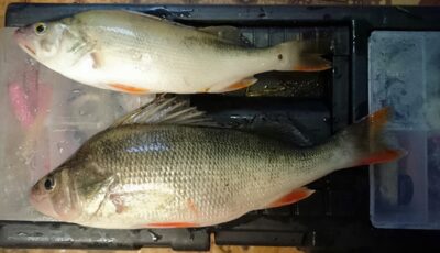 Eurasian perch — Kuršių
