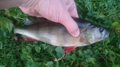 Eurasian perch, 0.2 kg — Neris River