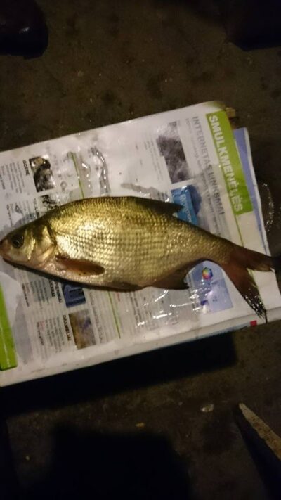 Carp bream, 0.3 kg — Sujainių