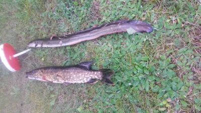 European eel, 0.8 kg — Galuonis