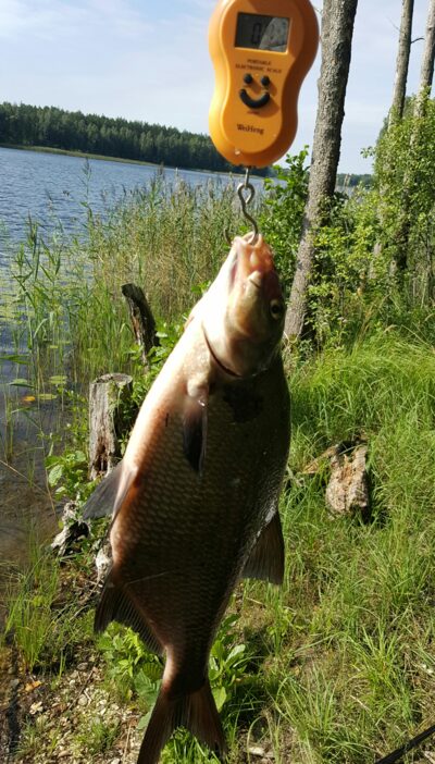Carp bream, 0.8 kg — Kiaunas
