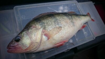 Eurasian perch, 0.4 kg