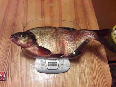 Carp bream, 2.6 kg — Skaistė