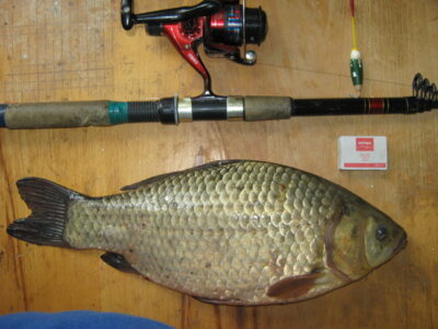 Prussian carp, 1.7 kg — Sausas