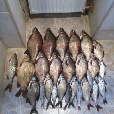 Carp bream ×10 — Želvos