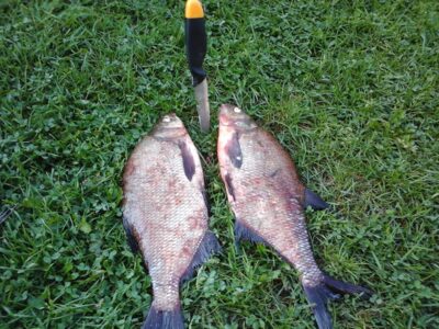 Carp bream — Lamėstas