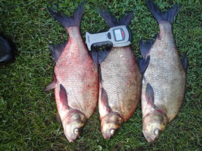 Carp bream ×3 — Lamėstas