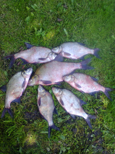 Carp bream ×7 — Kupiškio