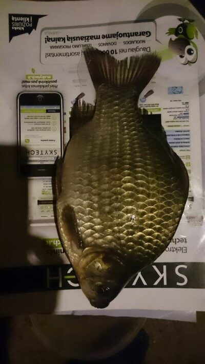 Prussian carp, 0.4 kg — Sujainių