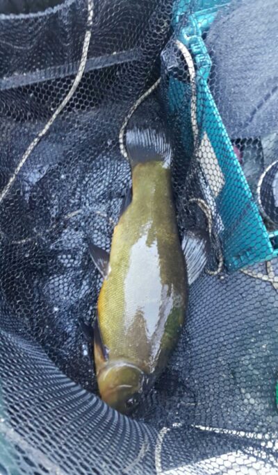 Tench, 2.1 kg — Andriškių