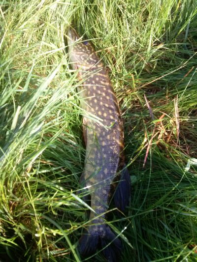 Northern Pike