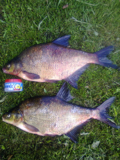 Carp bream, 1.8 kg — Mūša