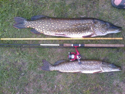 Northern Pike, 5.5 kg