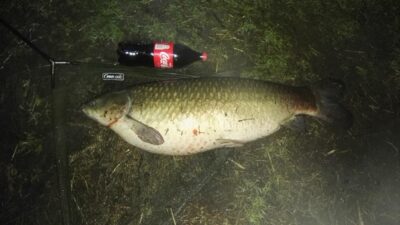 Grass carp, 11.4 kg