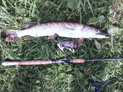 Northern Pike — Voveriškių