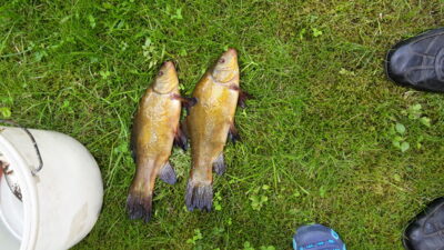 Tench, 1.0 kg — Uosintėlis