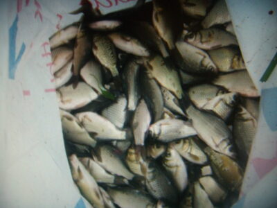Prussian carp, 0.5 kg — Paežerėlio