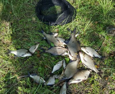 Carp bream — Kiaunas