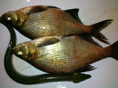 Carp bream ×2 — Bebrusai