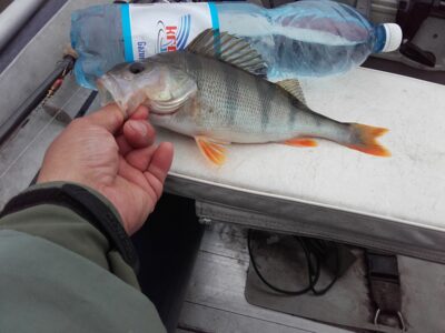 Eurasian perch, 0.4 kg