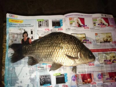 Prussian carp, 0.5 kg — Sujainių