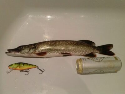 Northern Pike