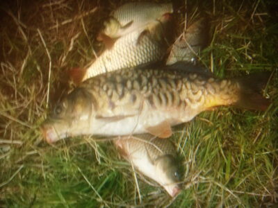 Mirror carp — Aujėdas