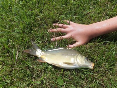 Mirror carp, 0.6 kg