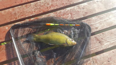Tench, 0.6 kg — Lamėstas