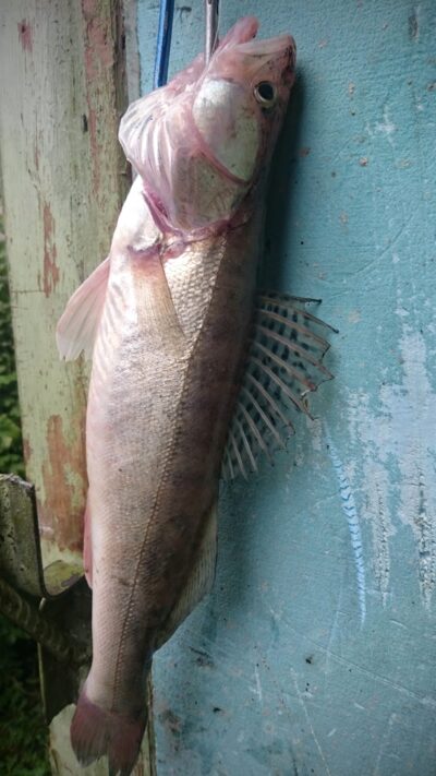 Pike perch ×4 — Kuršių