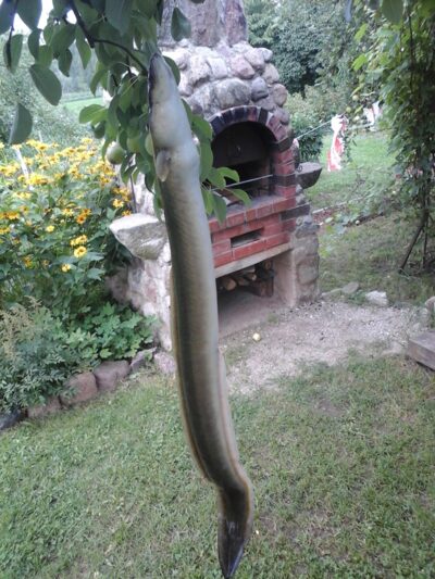 European eel, 0.7 kg — Lamėstas
