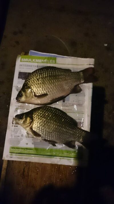 Prussian carp, 0.3 kg — Sujainių