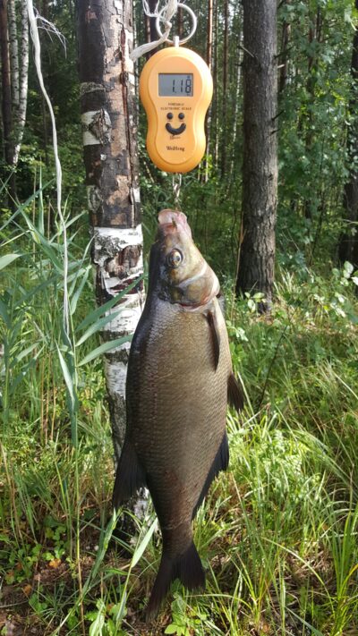 Carp bream, 1.2 kg — Kiaunas